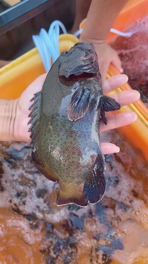 藍斑魚圖片