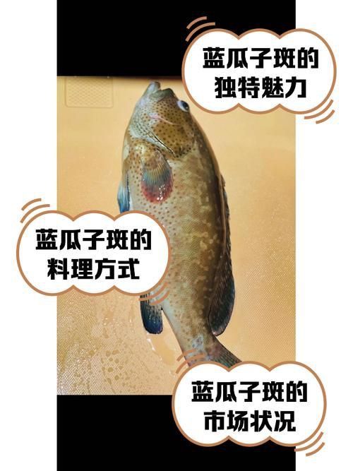 藍斑魚圖片