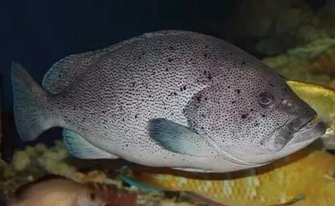 藍斑魚圖片