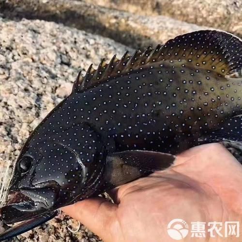 藍斑魚圖片