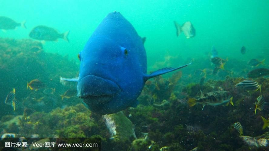 藍斑魚圖片