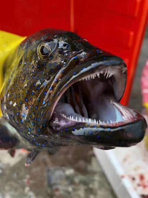 藍斑魚圖片
