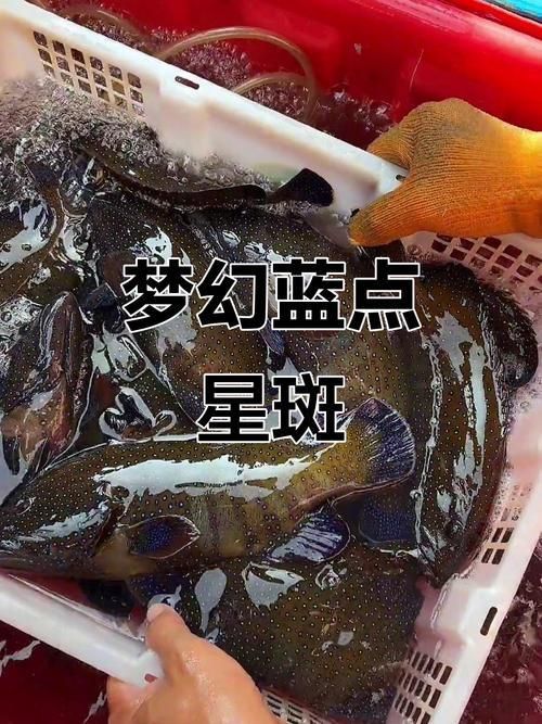 藍斑魚圖片
