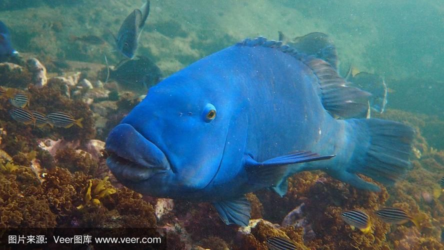 藍斑魚圖片