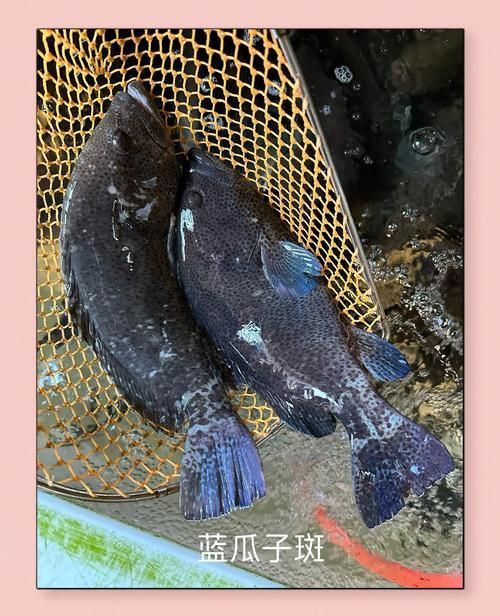 藍斑魚圖片