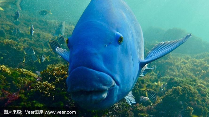 藍斑魚圖片