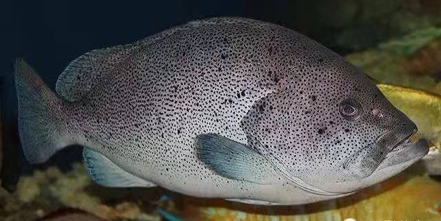 藍斑魚圖片