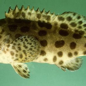 藍斑魚圖片