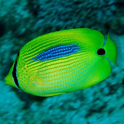 藍斑魚圖片