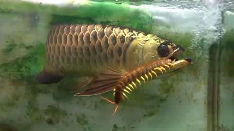 金龍魚的趣事：關于金龍魚的趣事 金龍魚的趣事：關于金龍魚的趣事 龍魚百科