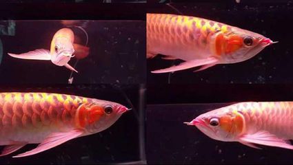 金龍魚(yú)相片，關(guān)于金龍魚(yú)的一些信息和高清圖片