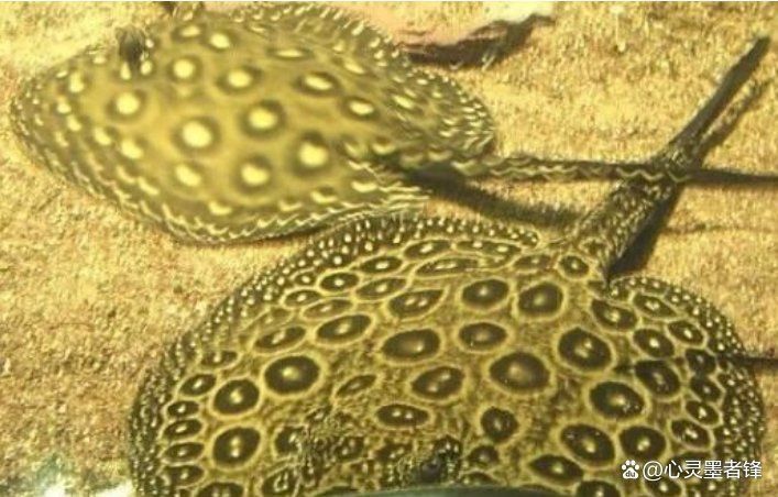 十大最貴龍魚排行