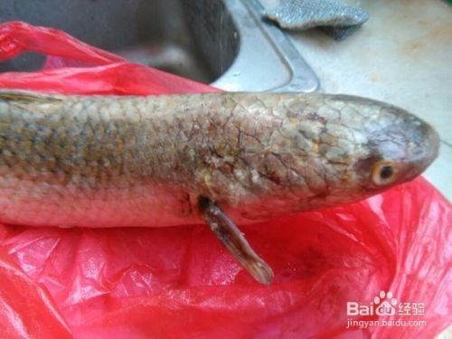 魚缸清潔工叫什么魚，清道夫魚對水草的影響如何養護清道夫魚魚缸清潔魚的選擇標準