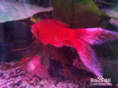 魚缸清潔工叫什么魚，清道夫魚對水草的影響如何養護清道夫魚魚缸清潔魚的選擇標準