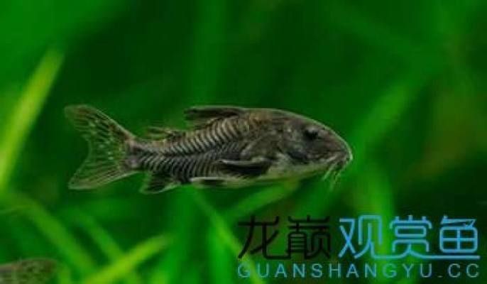 魚缸清潔工叫什么魚，清道夫魚對水草的影響如何養護清道夫魚魚缸清潔魚的選擇標準