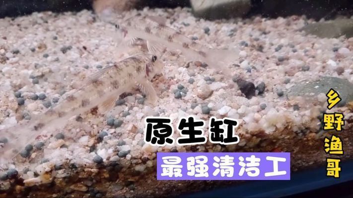 魚缸清潔工叫什么魚，清道夫魚對水草的影響如何養護清道夫魚魚缸清潔魚的選擇標準