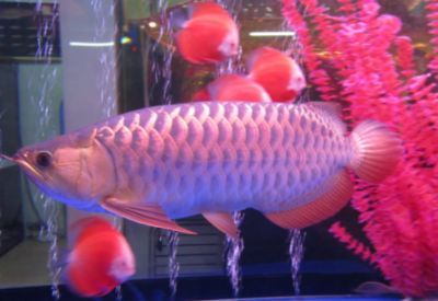 金龍魚吃什么發色好看又好養：金龍魚吃什么發色好