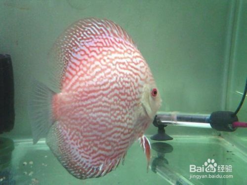 龍魚爛嘴癥狀圖解：龍魚爛嘴癥狀圖解析，識別、治療與預防