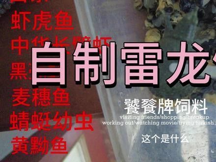 雷龍魚主食飼料的選擇方法