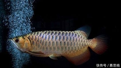 怎么飼養龍魚幼魚（飼養龍魚幼魚應該注意些什么？）