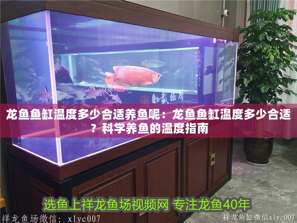 龍魚魚缸溫度多少合適養魚呢：龍魚魚缸溫度多少合適？科學養魚的溫度指南