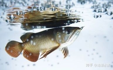 龍魚蹦出來了撈回去了：龍魚從魚缸中蹦出來并被撈回