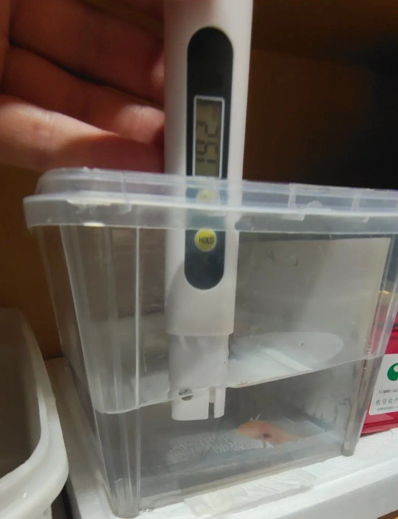 如何測(cè)試水質(zhì)是否適合六角龍魚(yú)？