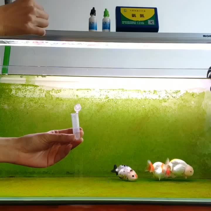 如何測試水質(zhì)是否適合六角龍魚？