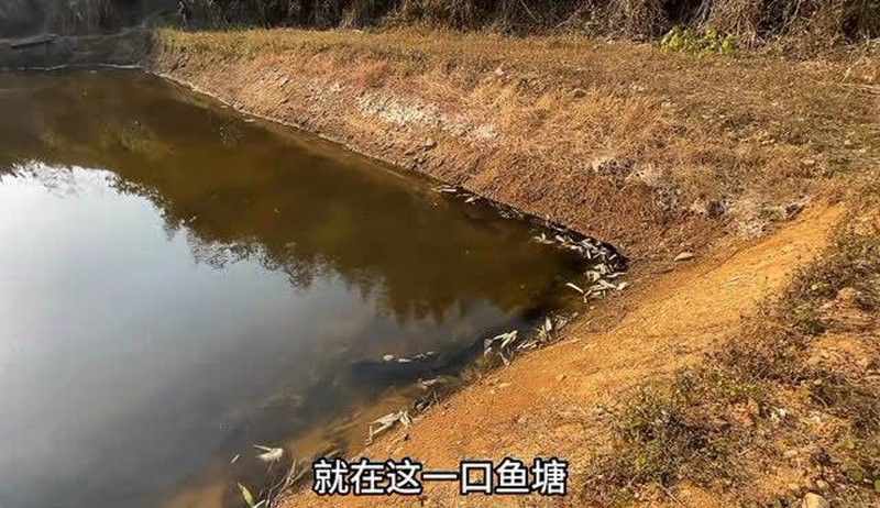 海南野生過山龍魚多嗎視頻