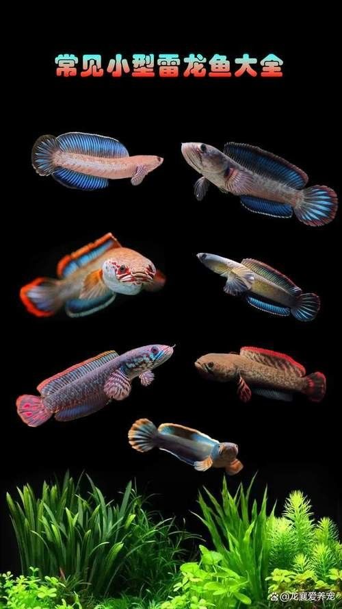 雷龍魚圖片及價格