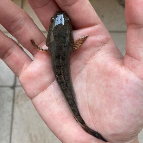 雷龍魚圖片及價格