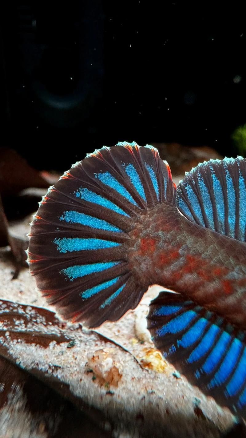 雷龍魚圖片及價格