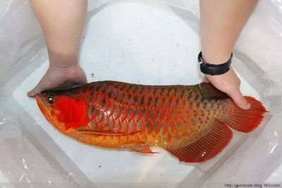 龍魚會感到孤獨嗎?:龍魚會感到孤獨嗎, 龍魚百科 第1張 龍魚會感到孤獨嗎?:龍魚會感到孤獨嗎, 龍魚會感到孤獨嗎?:龍魚會感到孤獨嗎, 龍魚百科 第1張
