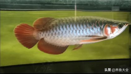 龍魚會感到孤獨嗎？：龍魚會感到孤獨嗎， 龍魚會感到孤獨嗎？：龍魚會感到孤獨嗎， 龍魚百科 第3張