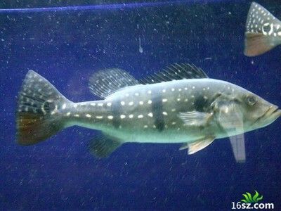 龍魚會感到孤獨嗎?:龍魚會感到孤獨嗎, 龍魚百科 第2張 龍魚會感到孤獨嗎?:龍魚會感到孤獨嗎, 龍魚會感到孤獨嗎?:龍魚會感到孤獨嗎, 龍魚百科 第2張