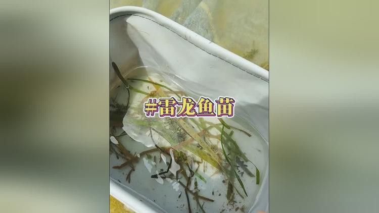 哈爾濱雷龍魚群 哈爾濱雷龍魚群 龍魚百科 第7張