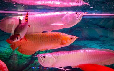 龍魚有時候往缸底游怎么回事：龍魚偶爾游向缸底的原因