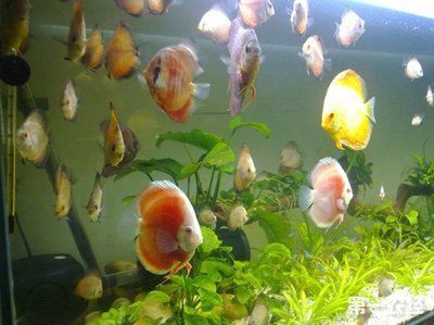 龍魚慢性中毒怎么辦：如何處理龍魚慢性中毒的詳細步驟和注意事項