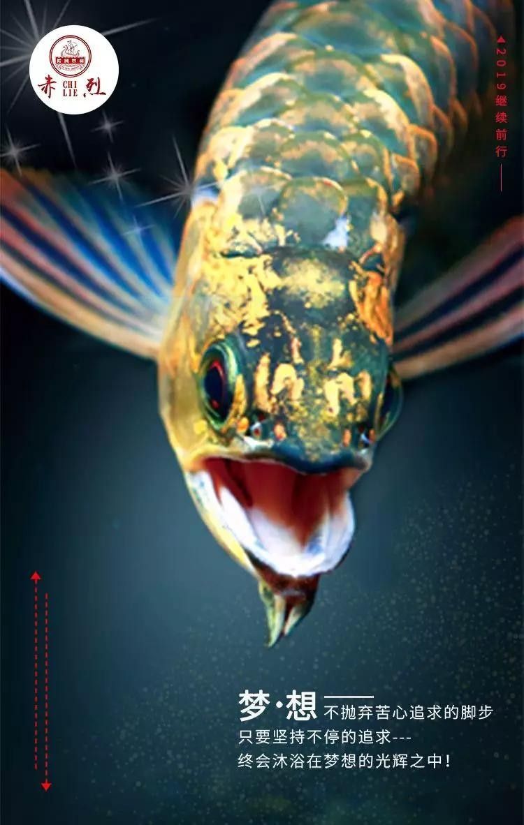龍魚食量大