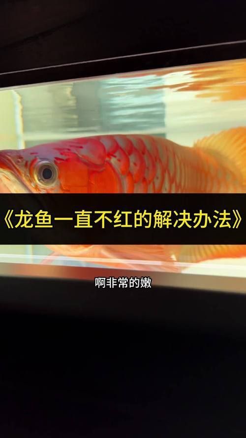 龍魚(yú)爛鰭最簡(jiǎn)單三個(gè)步驟圖片 龍魚(yú)爛鰭最簡(jiǎn)單三個(gè)步驟圖片 龍魚(yú)百科 第10張