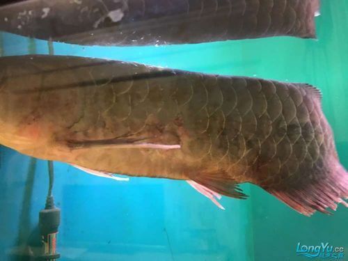 龍魚(yú)爛鰭最簡(jiǎn)單三個(gè)步驟圖片 龍魚(yú)爛鰭最簡(jiǎn)單三個(gè)步驟圖片 龍魚(yú)百科 第14張