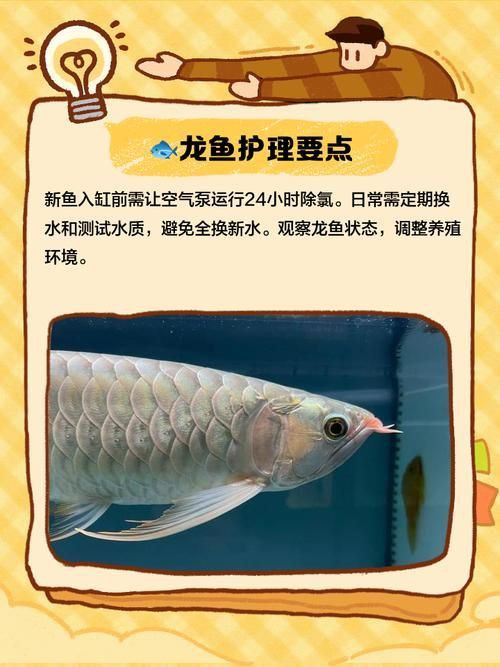 龍魚(yú)爛鰭最簡(jiǎn)單三個(gè)步驟圖片 龍魚(yú)爛鰭最簡(jiǎn)單三個(gè)步驟圖片 龍魚(yú)百科 第25張