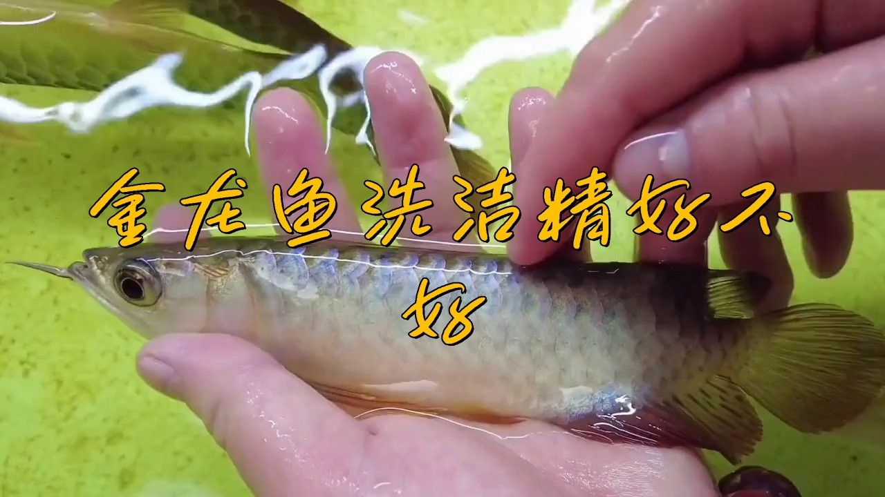 金龍魚 洗潔精