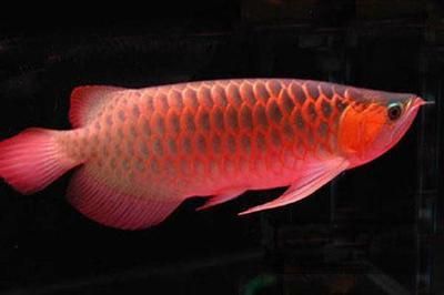 金龍魚一次養(yǎng)幾條（金龍魚一次可以養(yǎng)幾條）