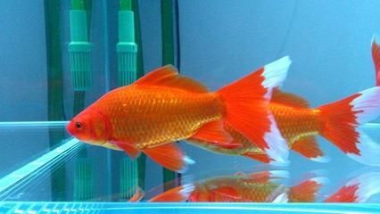 飼養(yǎng)金龍魚最佳水溫是多少度的：金龍魚的飼養(yǎng)最佳水溫是一個適宜的范圍，具體如下 飼養(yǎng)金龍魚最佳水溫是多少度的：金龍魚的飼養(yǎng)最佳水溫是一個適宜的范圍，具體如下 龍魚百科 第1張
