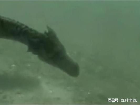 世界上最大的深海龍魚(yú)：世界上最大的深海龍魚(yú)是哪一種？