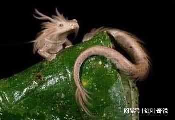 世界上最大的深海龍魚(yú)：世界上最大的深海龍魚(yú)是哪一種？