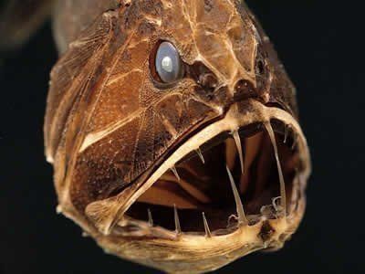 世界上最大的深海龍魚：世界上最大的深海龍魚是哪一種？