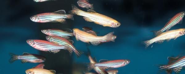 斑馬魚和曼龍魚混養：斑馬魚和曼龍魚可以混養嗎？