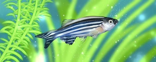 斑馬魚和曼龍魚混養：斑馬魚和曼龍魚可以混養嗎？